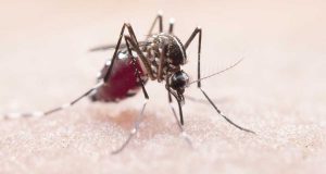 Read more about the article Síndico, vamos juntos combater a dengue no condomínio?