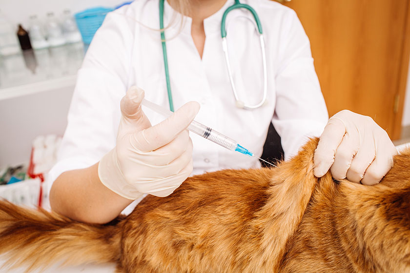 Read more about the article A vacinação dos pets no condomínio é essencial. Confira porque você deve vaciná-los